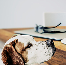 Brown and white dog looking over a desk with a computer
